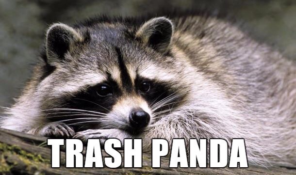 animal-kingdom-trash-panda-raccoon
